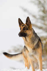 A portrait of an energetic German Shepherd Dog 