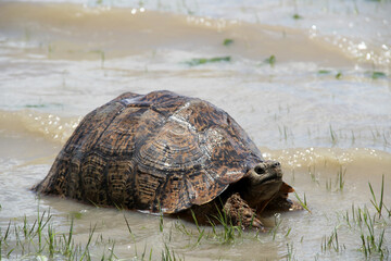 Leopard Tortoise – also commonly known as a Mountain Tortoise – carrying the scientific name of Stigmochelys pardalis