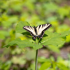 Eastern Tiger Swallowtail Butter Fly on Forest Leaf