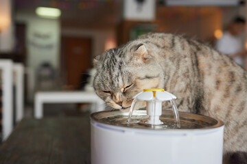 Pet water dispenser with automatic gravity refill.