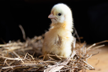 A small yellow broiler chicken sits in a nest of straw on a black background. Agricultural industry