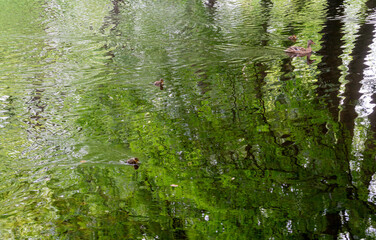 Ducklings swimming with mother duck in pond with trees reflecting of the water.