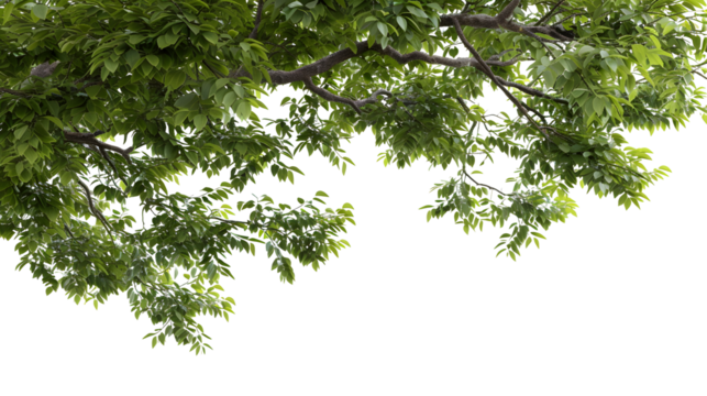Large tree branches and foliage leaves on top border 3d render png