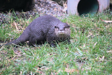 A close up of an Otter
