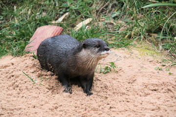 A close up of an Otter