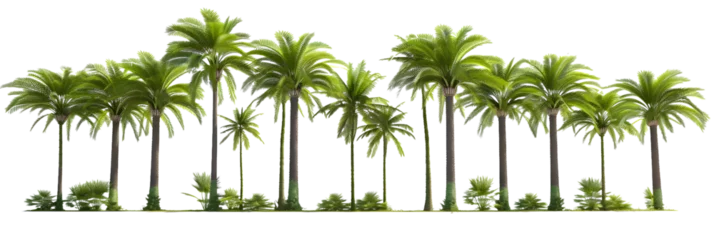 Rolgordijnen Large tropics palm trees shapes cutout backgrounds 3d rendering png © john