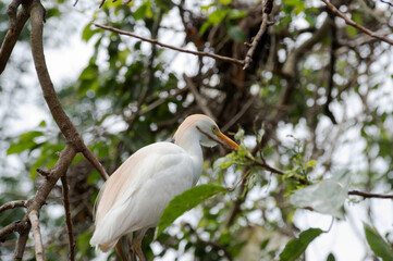 Species of white bird with long orange beak