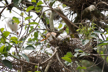 Naklejka na ściany i meble White bird in the nest photographed in profile