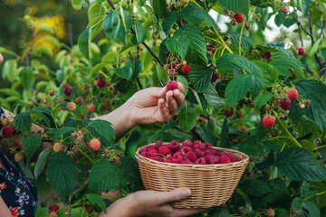 A woman harvests raspberries in the garden. Selective focus.
