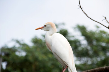 Little heron photographed in profile