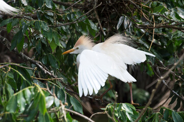 Little heron spreading its wings