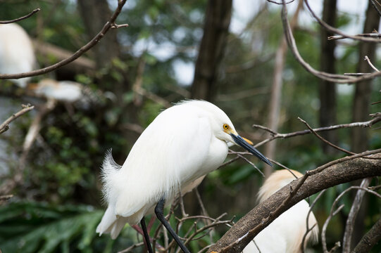 Snow Egret photographed up close and in profile