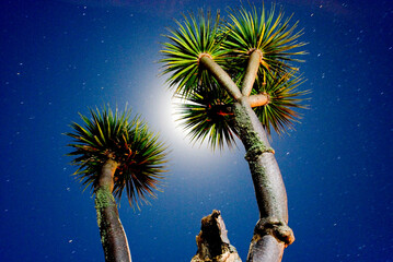 Canary Dragon Tree (Dracaena Draco) against the night sky with moonlight and stars, La Palma,...