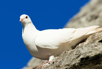 White pigeon on the roof of a trullo house, Alberobello, Apulia, Italy