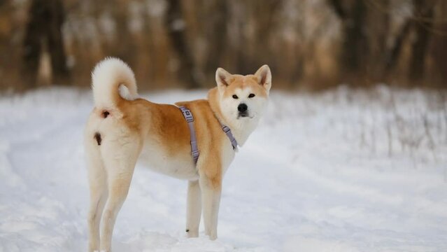japanese Dog Akita Inu Winter Portrait