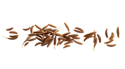 Macro cumin, caraway seeds line isolated on transparent backgrounds 