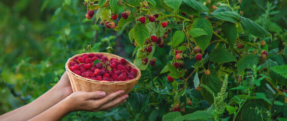A woman harvests raspberries in the garden. Selective focus.