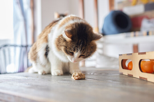 the cat vomits, has eaten too much