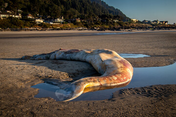 dead whale washed up on beach by Yachats OR on the Pacific North West Coast