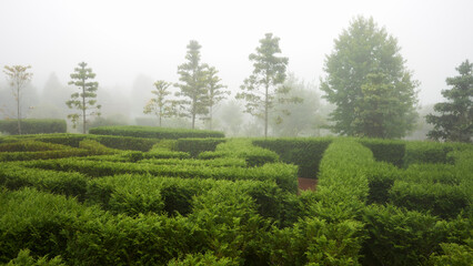 Fragment of a park with trimmed bushes and trees in the background in fog. Copy space.