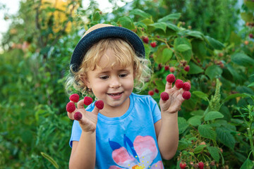 A child picks raspberries in the garden. Selective focus.