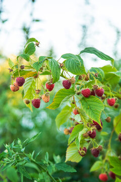 Ripe raspberries in the garden. Selective focus.