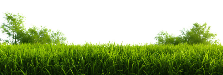 Natural fresh green grass cut out backgrounds 3d rendering - obrazy, fototapety, plakaty