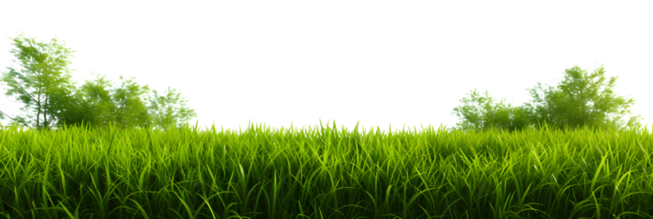 Natural fresh green grass cut out backgrounds 3d rendering