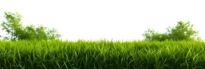 Fotobehang Natural fresh green grass cut out backgrounds 3d rendering © john