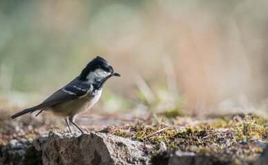Mésange noire (Periparus ater) posée sur un vieux muret en pierre
