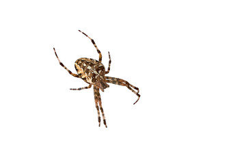 European garden spider isolated (Araneus diadematus).
