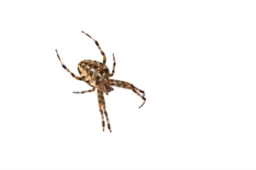 European garden spider isolated (Araneus diadematus).