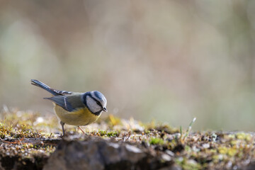 Blue tit (Parus caeruleus), resting on a stone wall