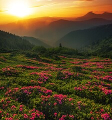 Obraz premium flowering pink rhododendron flowers, amazing summer panoramic nature scenery. 