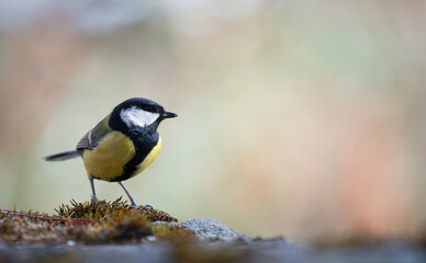 Great tit (Parus major), resting on a stone wall