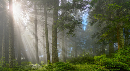 Fototapeta na wymiar A misty forest in the beautiful Wildschönau region of Austria.