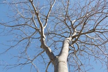 looking up to leafless tree branches