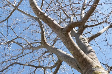 looking up to leafless tree branches