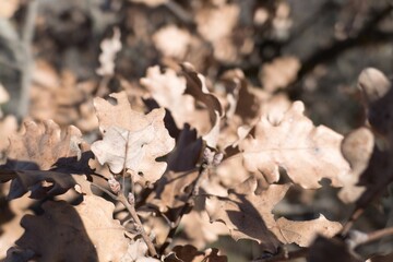 brown dry oak leaves on a branch