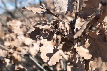 brown dry oak leaves on a branch