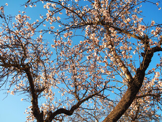 almond tree blossom branches
