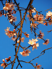 blossom almond tree branch
