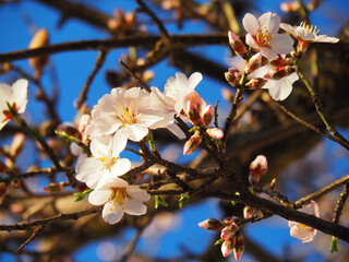 almond branch bathed in sunlight