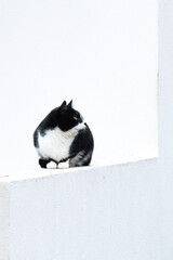 Gato observando fondo blanco