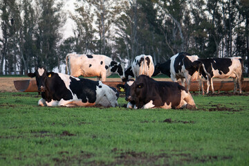 rodeo de vacas lecheras descansando en un corral
