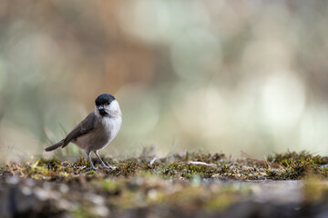Marsh Tit or Black capped chickadee (Poecile montanus), resting on a stone wall