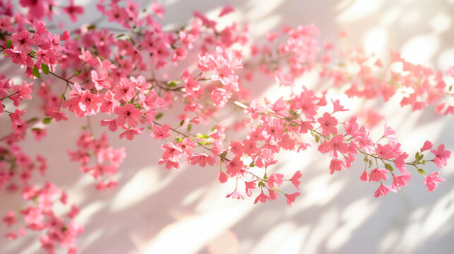 Sakura Blossoms in Full Bloom, Delicate Pink Flowers against a Bright Spring Sky, Symbolizing the Beauty of Nature