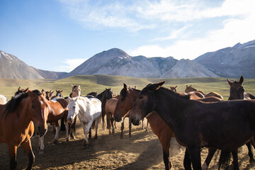 Manada de caballos en la  montaña