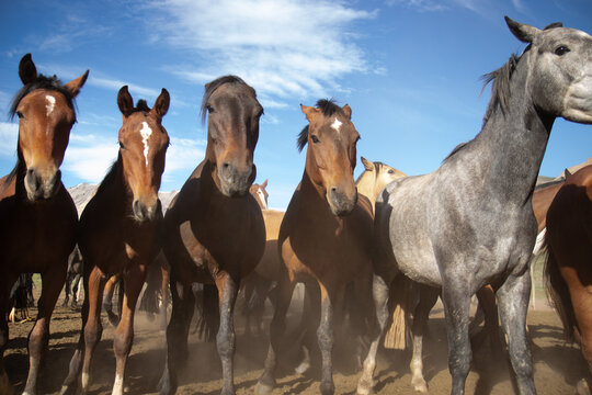 caballos enojados y alertas