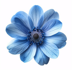 A vibrant blue flower with delicate petals isolated on a white background, showing transparency and freshness.